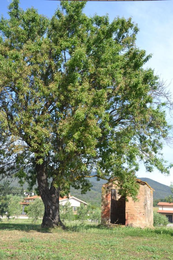 Agriturismo Il Vecchio Mandorlo Castiglione della Pescaia Bagian luar foto